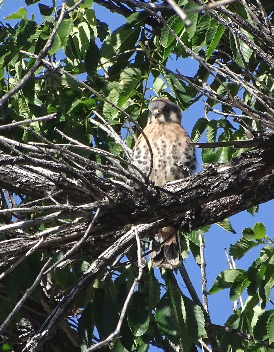 American Kestrel - ML619863554