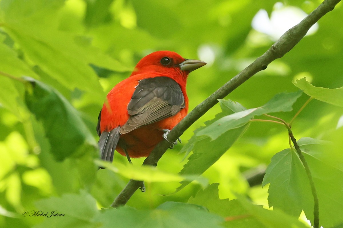 Scarlet Tanager - ML619863557