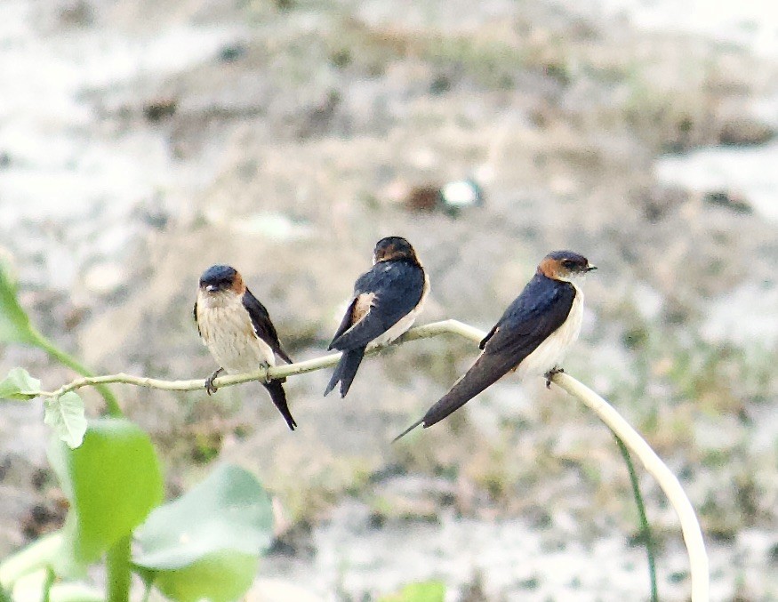 Red-rumped Swallow - ML619863559