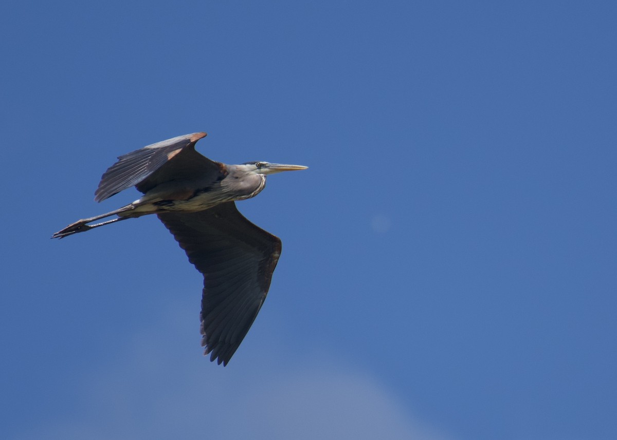 Great Blue Heron - Kanayo Rolle