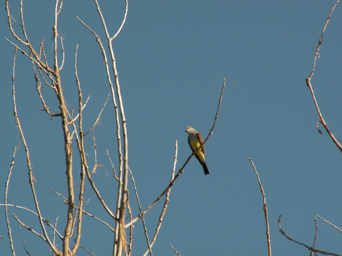 Western Kingbird - ML619863575