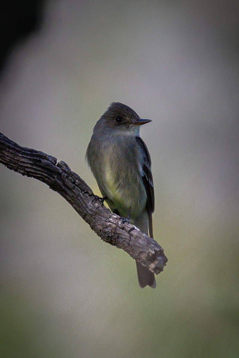 Western Wood-Pewee - ML619863582