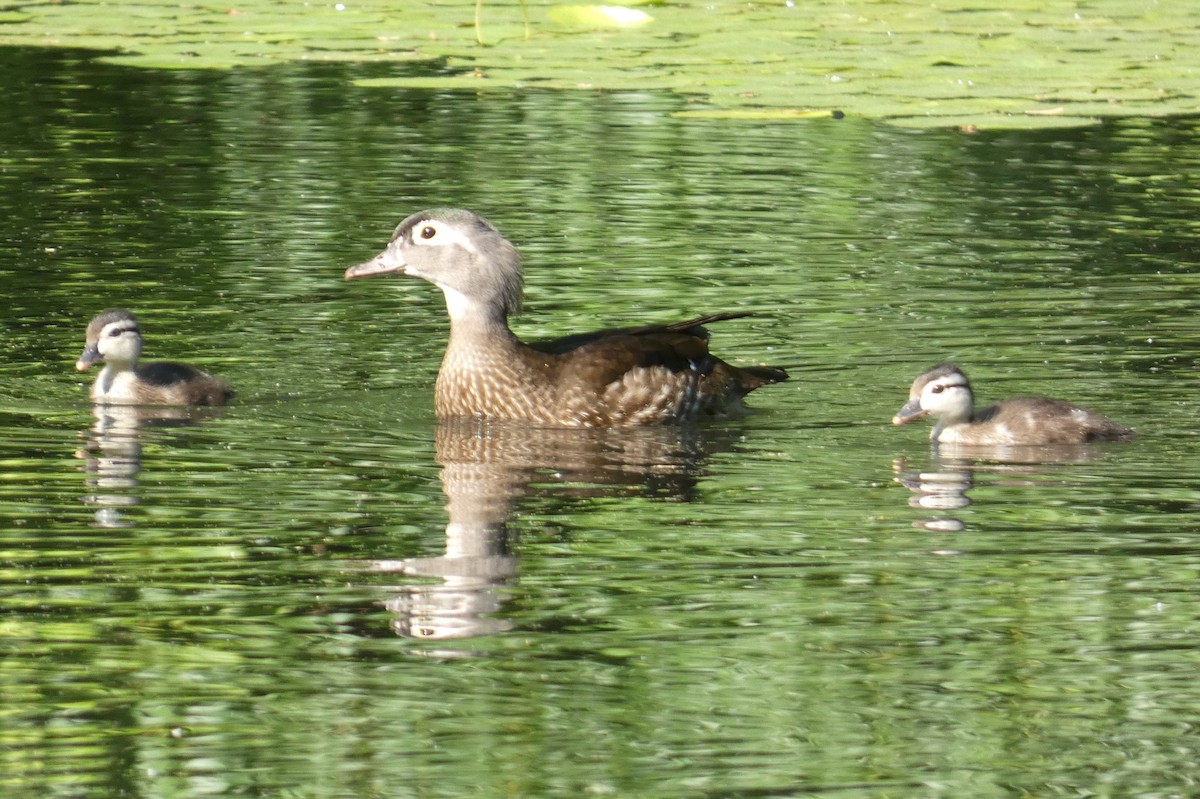 Wood Duck - ML619863588