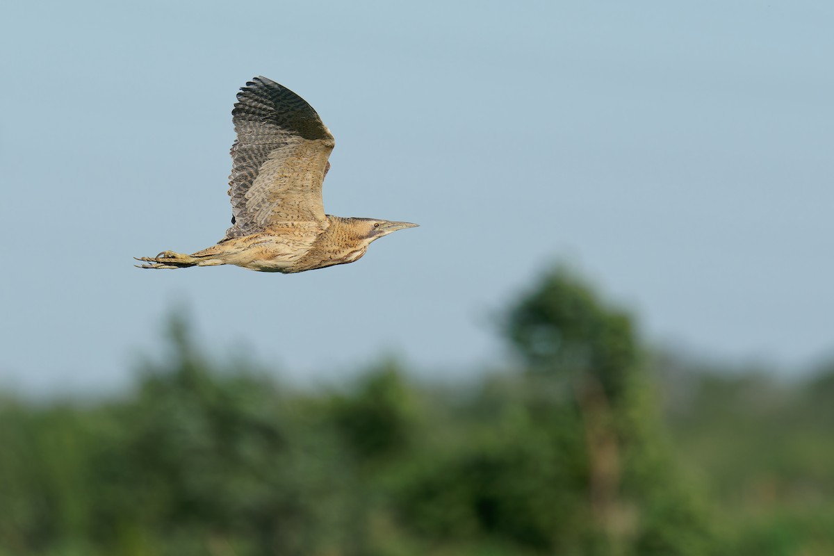 Great Bittern - ML619863594