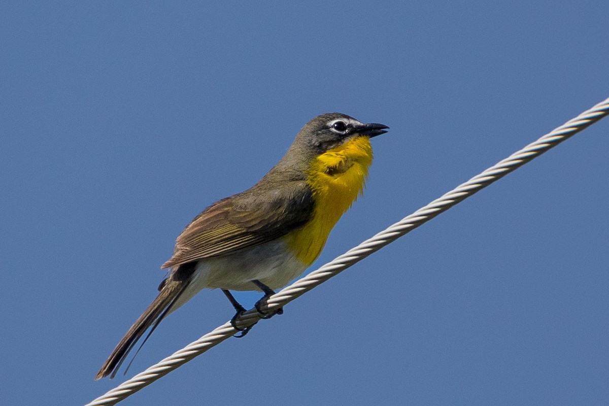 Yellow-breasted Chat - ML619863597
