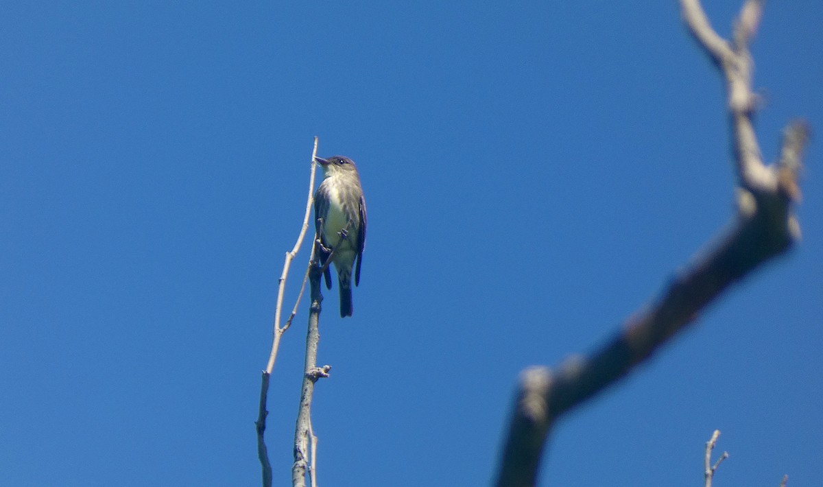 Olive-sided Flycatcher - ML619863598