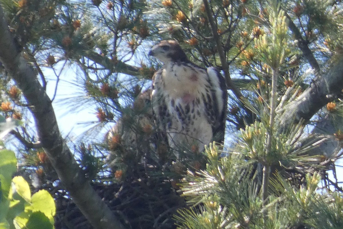 Red-tailed Hawk - ML619863603