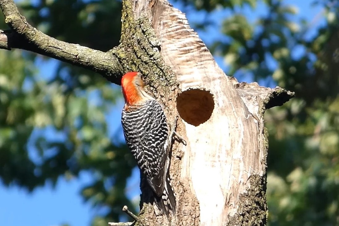 Red-bellied Woodpecker - ML619863606