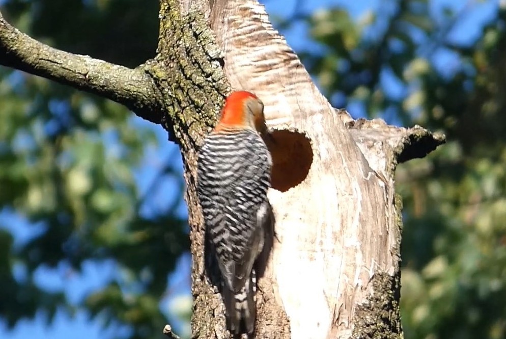 Red-bellied Woodpecker - ML619863607