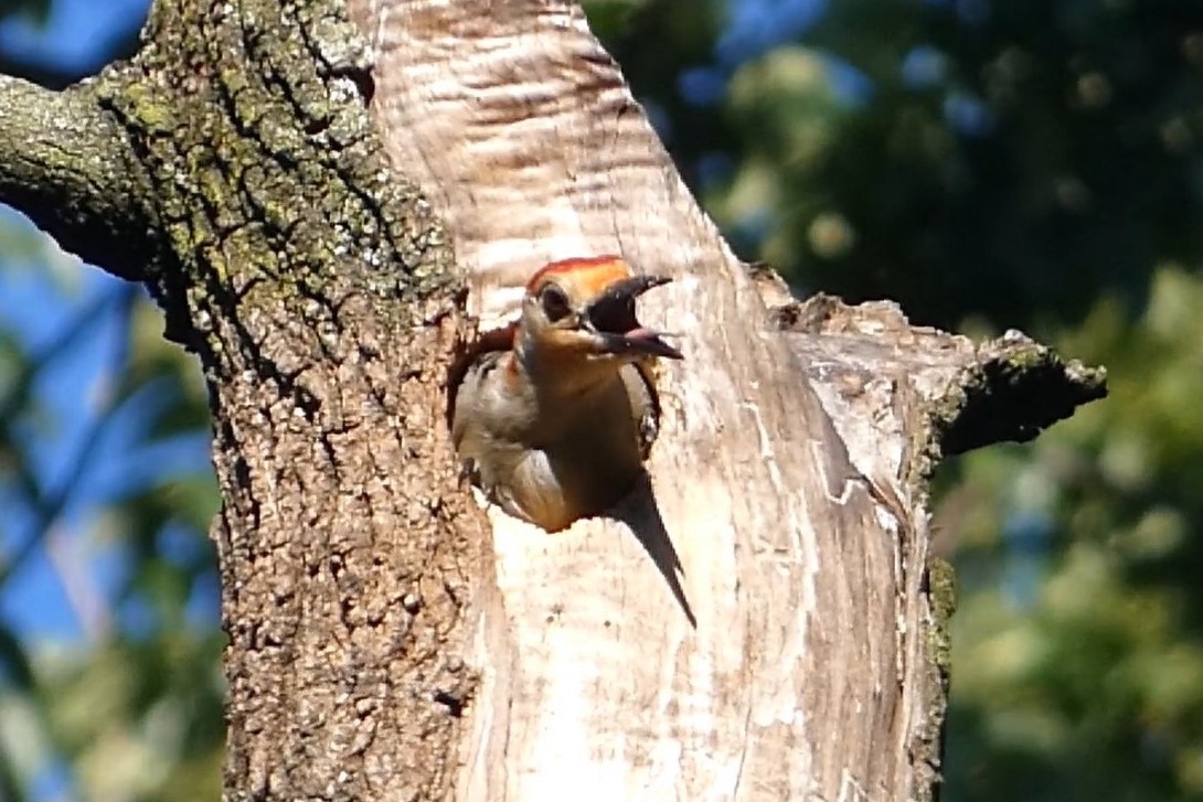 Red-bellied Woodpecker - ML619863610