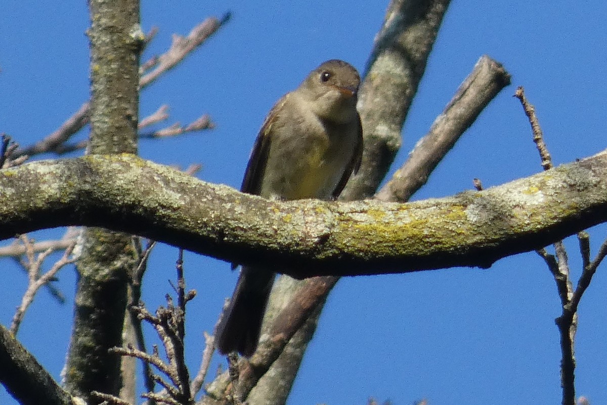 Eastern Wood-Pewee - ML619863618