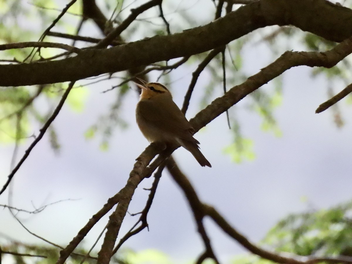 Paruline vermivore - ML619863635