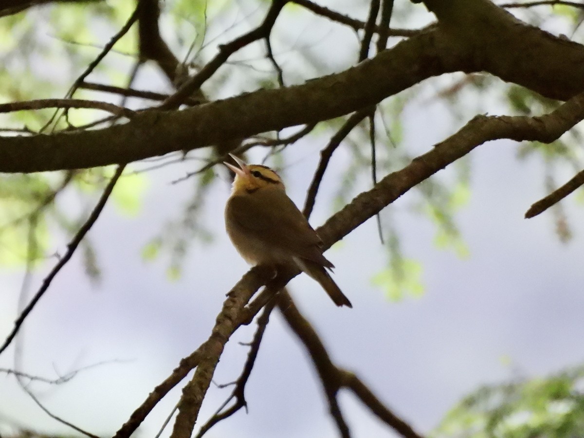 Paruline vermivore - ML619863636