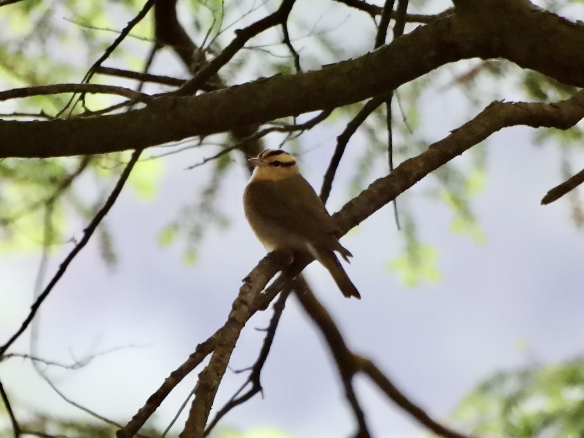 Paruline vermivore - ML619863637