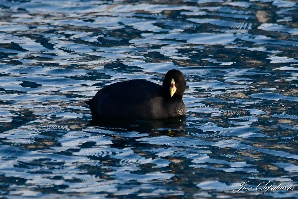 Red-gartered Coot - ML619863658