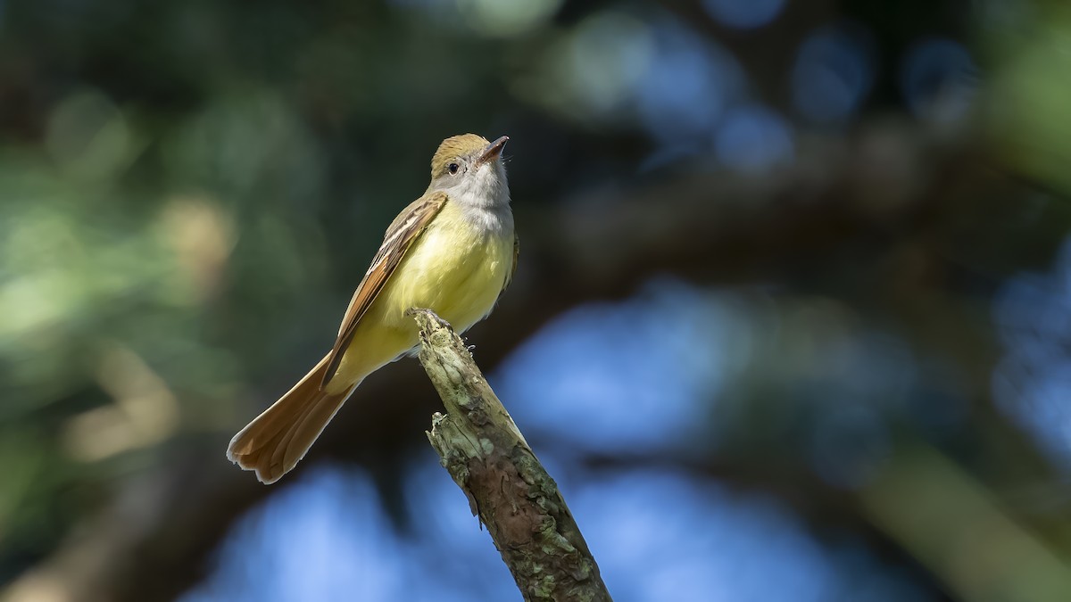 Great Crested Flycatcher - ML619863665