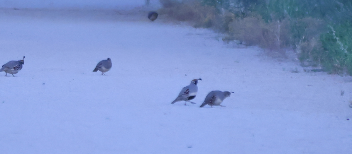 Gambel's Quail - ML619863667