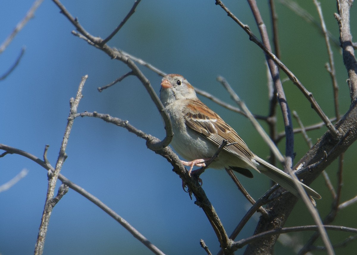 Field Sparrow - ML619863670