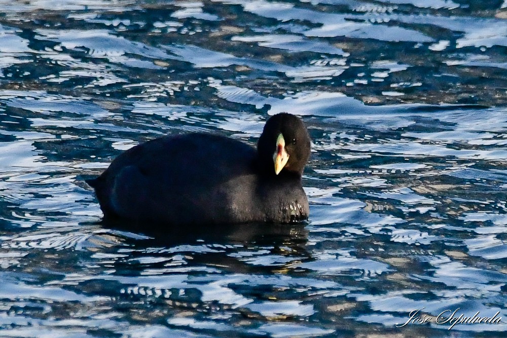 Red-gartered Coot - ML619863673