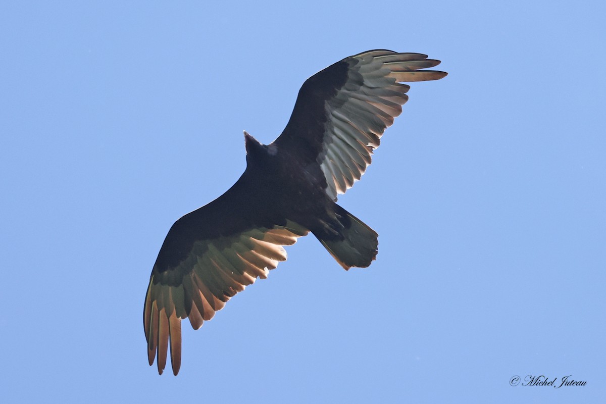 Turkey Vulture - ML619863677