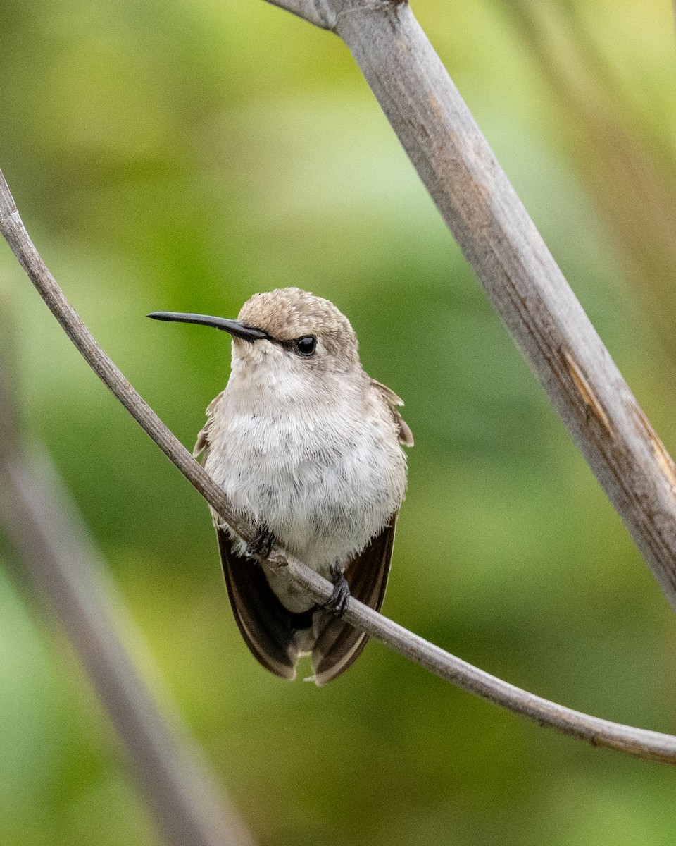 Costa's Hummingbird - ML619863679
