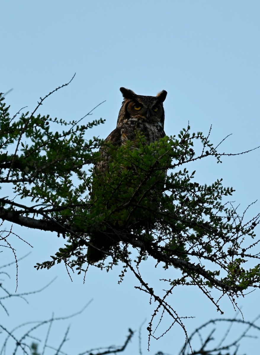 Great Horned Owl - ML619863685