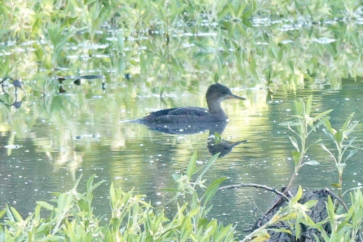 Hooded Merganser - ML619863698