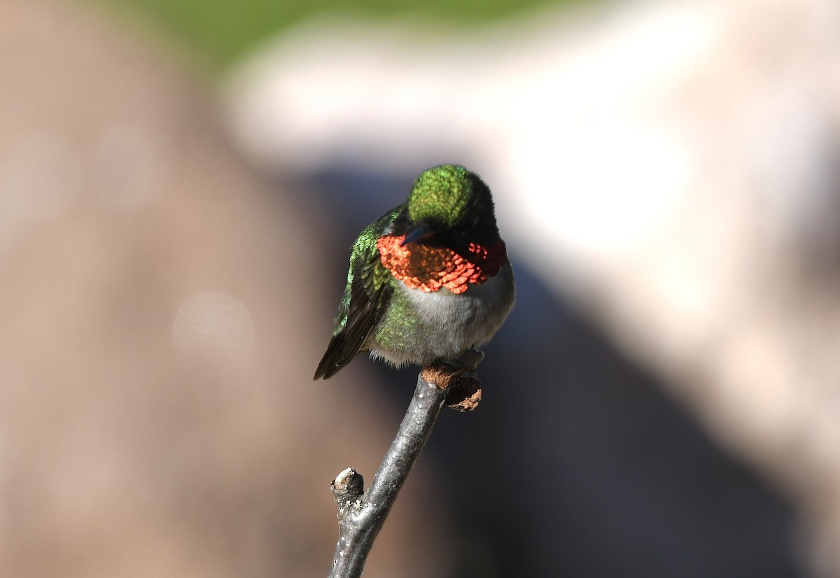 Ruby-throated Hummingbird - ML619863700