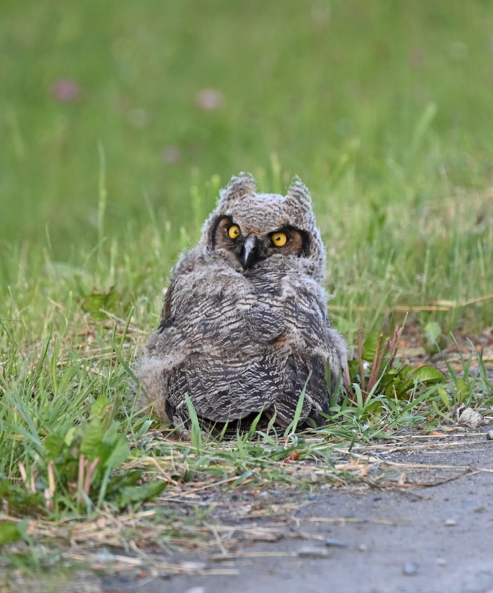 Great Horned Owl - ML619863701