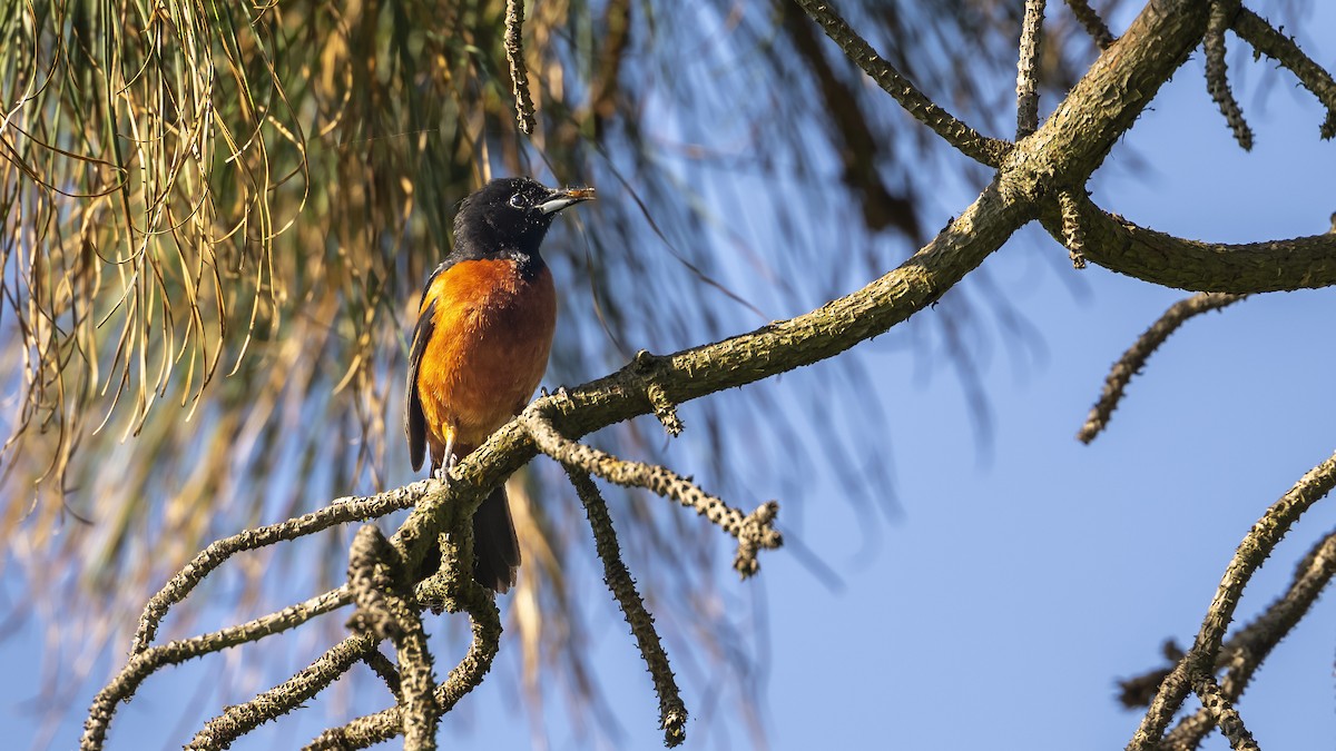 Orchard Oriole - ML619863718