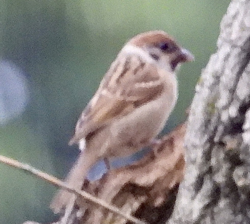 Eurasian Tree Sparrow - ML619863720