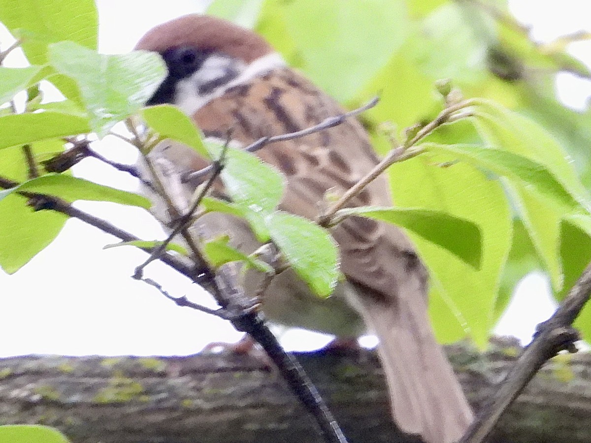 Eurasian Tree Sparrow - ML619863721