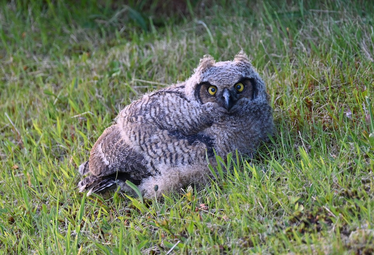 Great Horned Owl - ML619863722