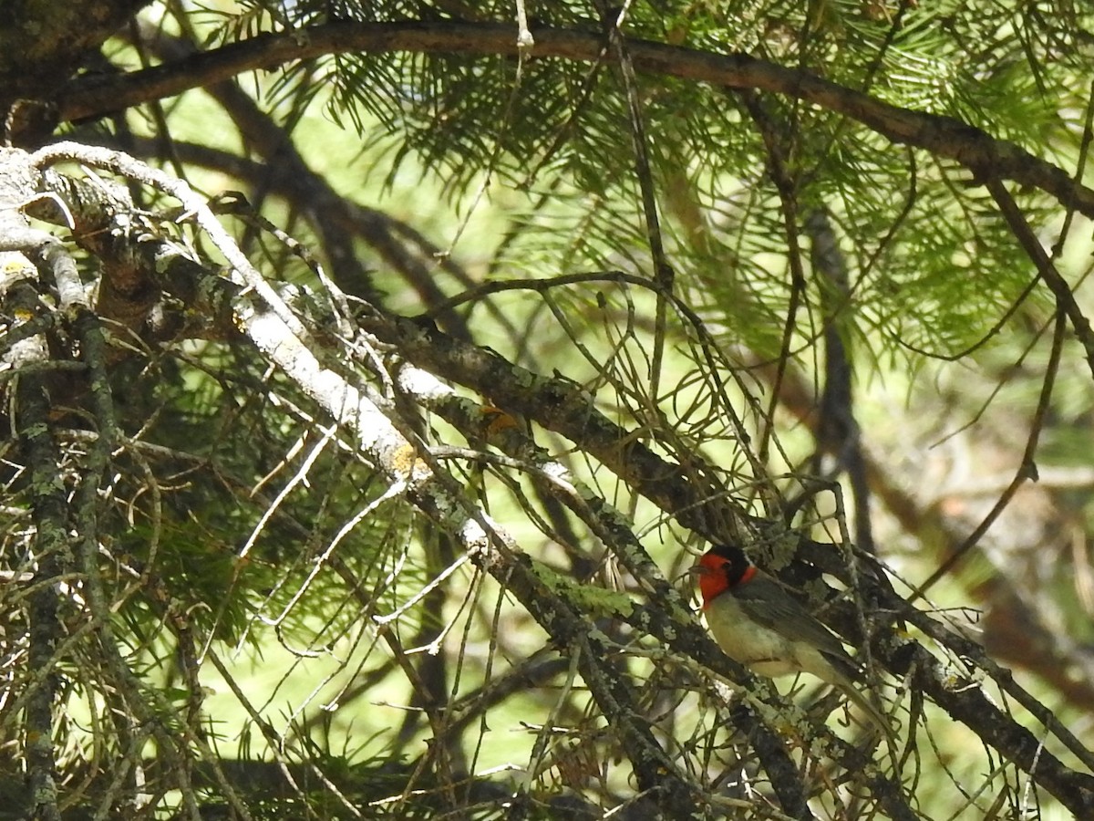 Red-faced Warbler - ML619863731