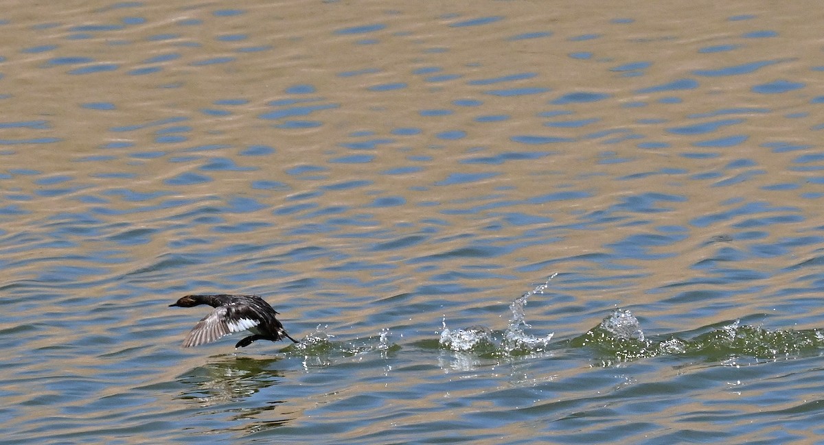 Eared Grebe - ML619863734