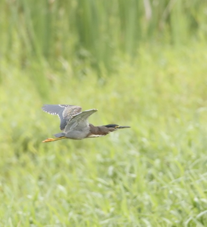 綠簑鷺 - ML619863757