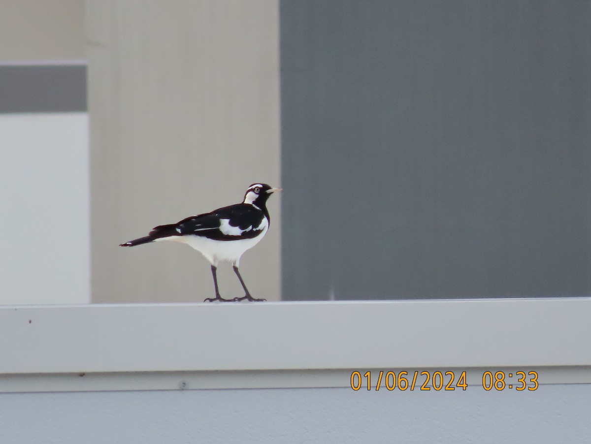 Magpie-lark - ML619863769