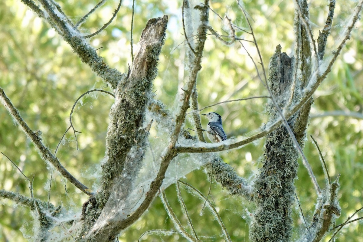 White-breasted Nuthatch - ML619863774