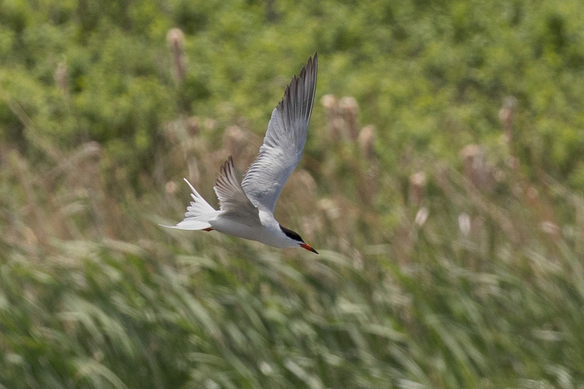 Forster's Tern - ML619863784