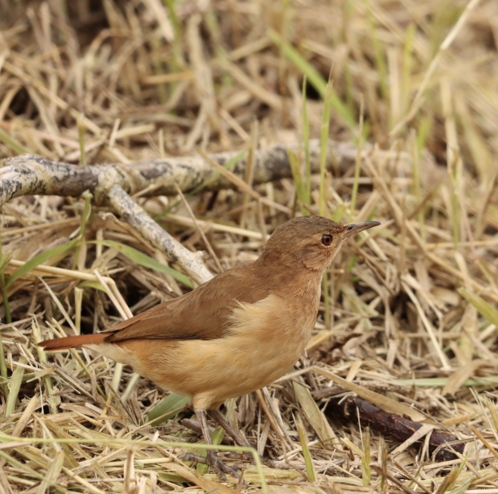 Rufous Hornero - ML619863791