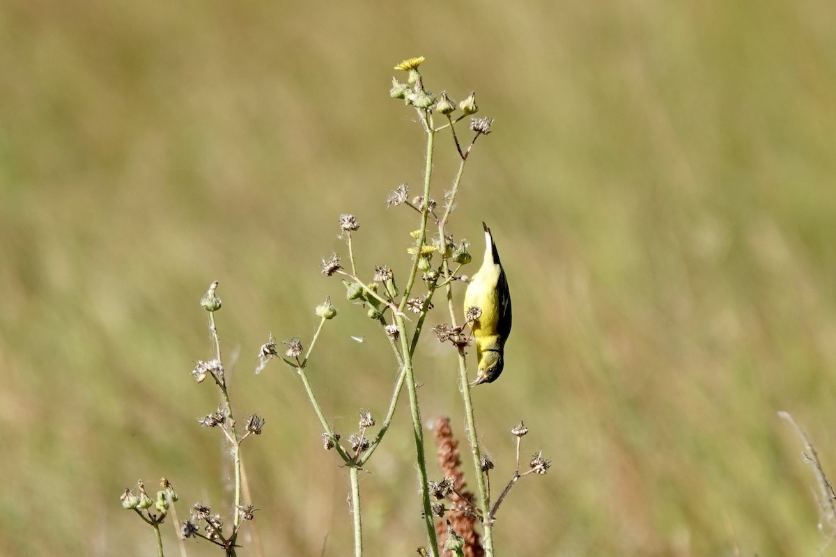 Lesser Goldfinch - ML619863801