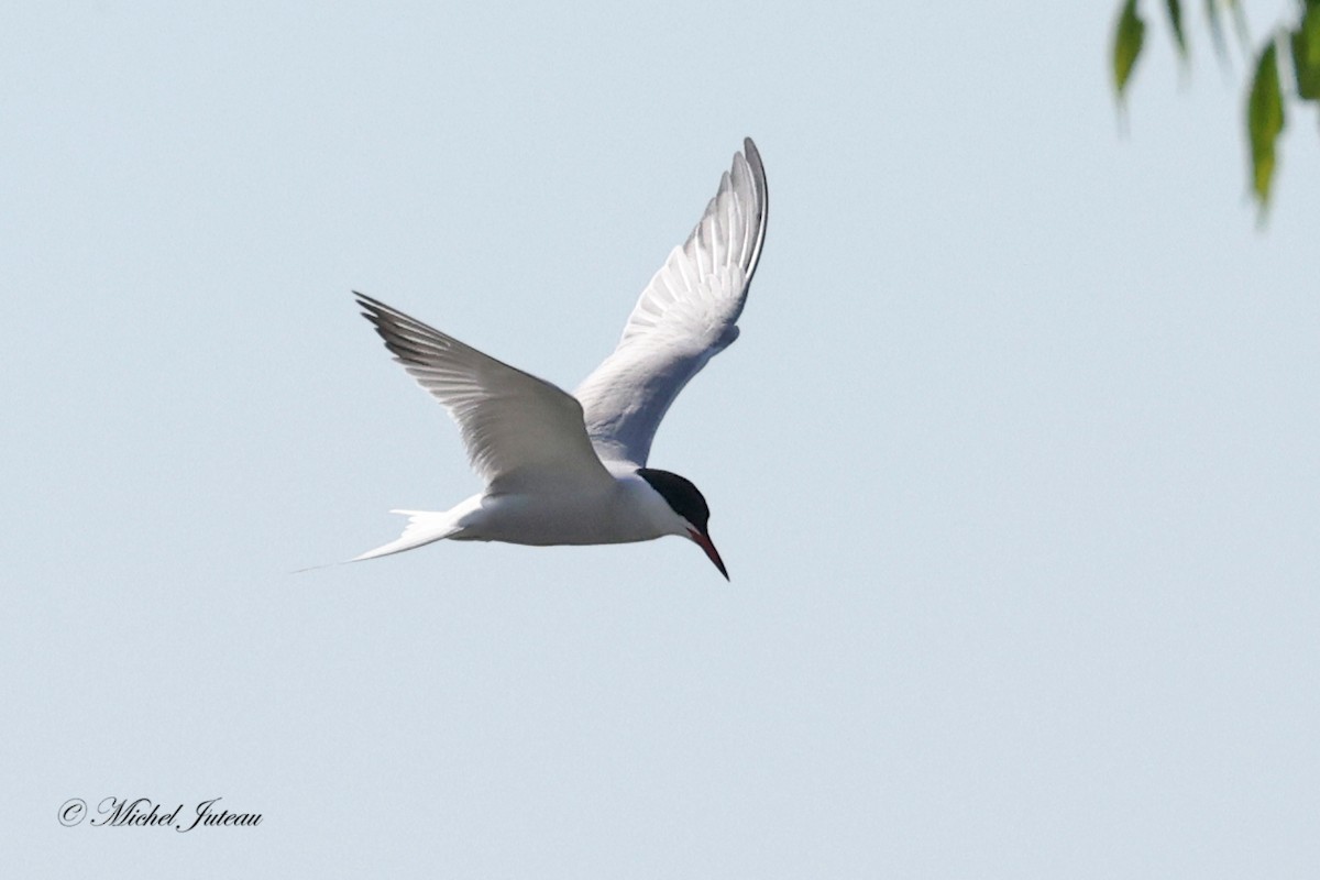 Common Tern - ML619863809