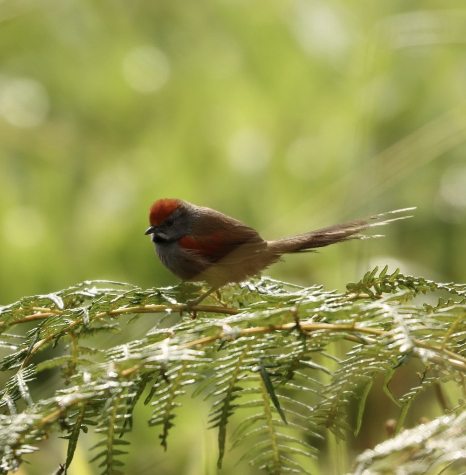 Spix's Spinetail - ML619863813