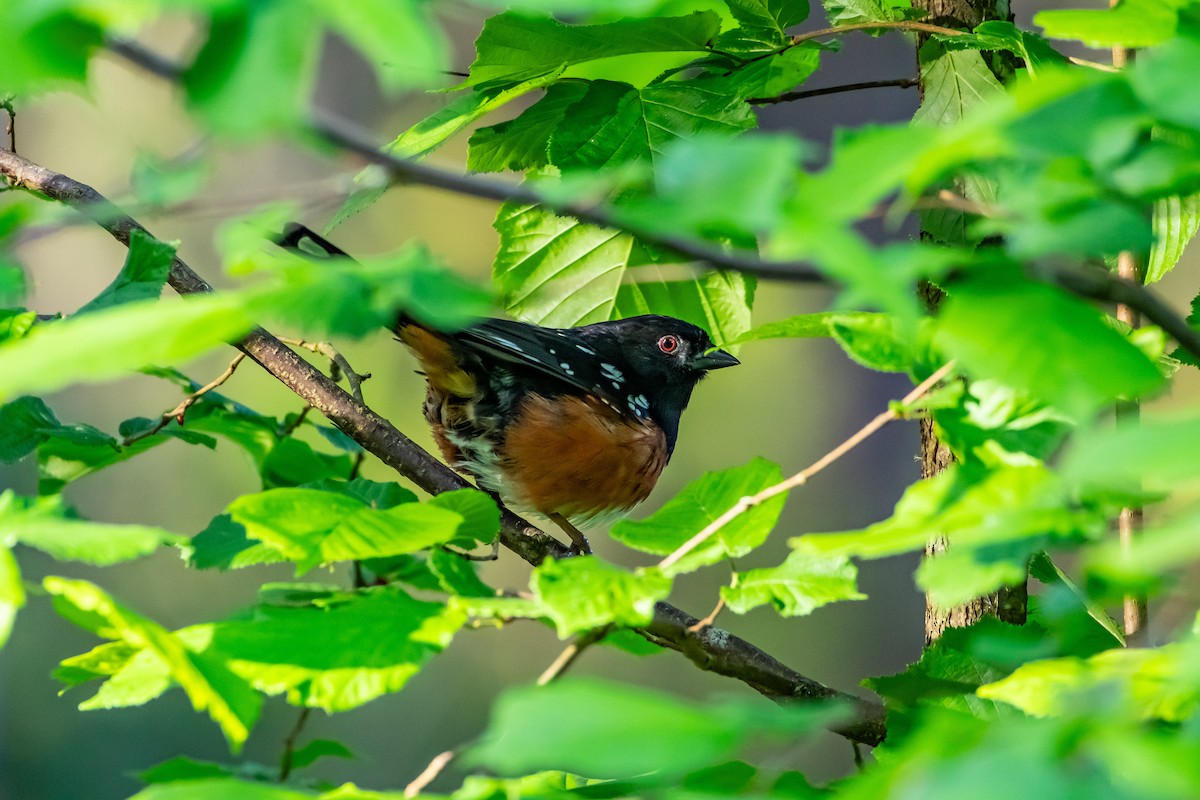 Spotted Towhee - ML619863831