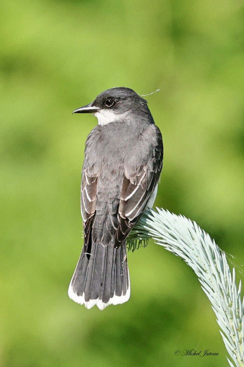 Eastern Kingbird - ML619863832