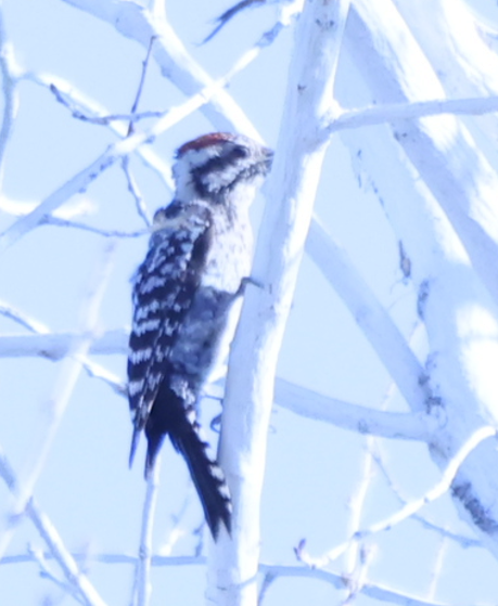 Ladder-backed Woodpecker - ML619863876