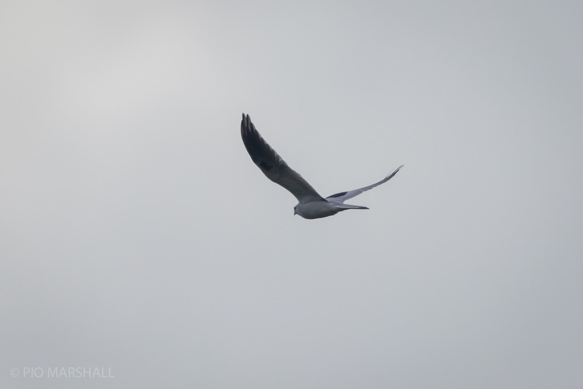 White-tailed Kite - ML619863884