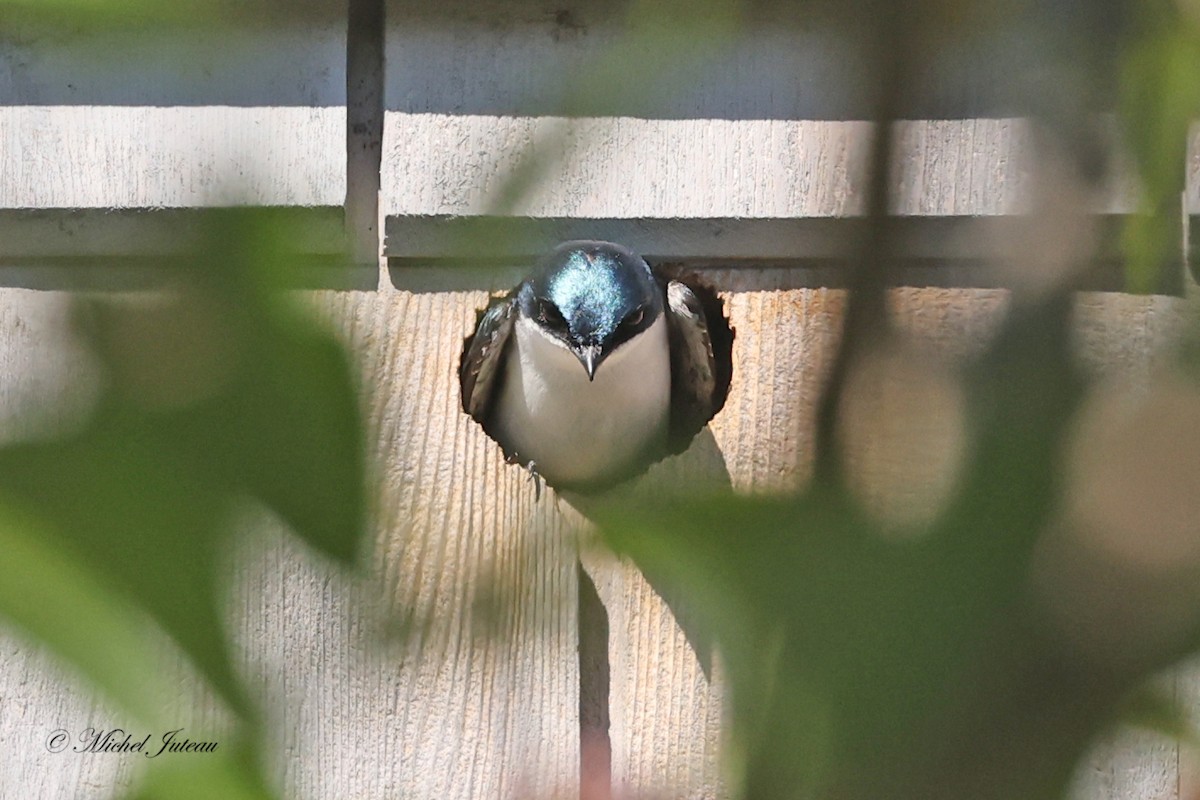 Golondrina Bicolor - ML619863899