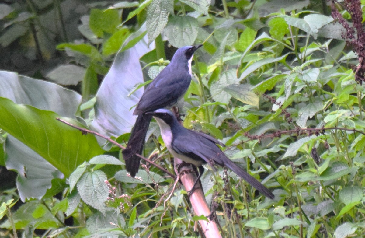 Blue-and-white Mockingbird - ML619863901