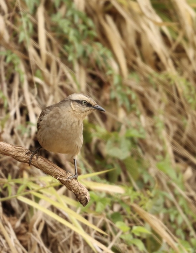 Chalk-browed Mockingbird - ML619863910